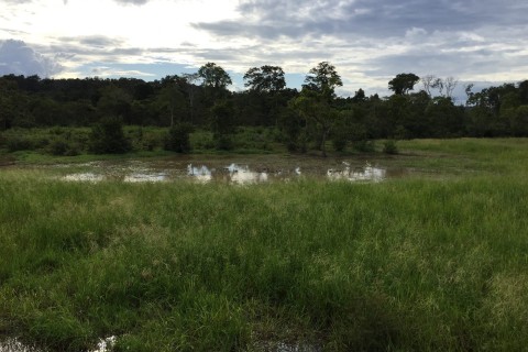 A wetland outlook. Photo by: Cindy Fan.