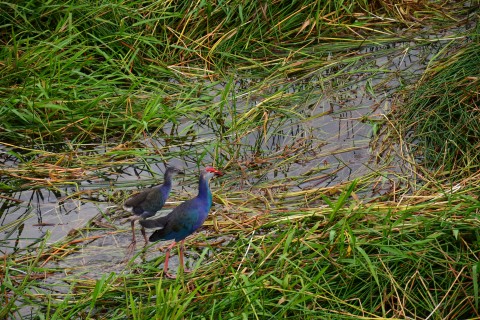 Aptly named purple swamp hens. Photo by: David Luekens.