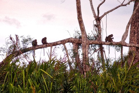 Just monkeying around. Photo by: Sally Arnold.