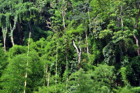 Still plenty of jungle. Photo by: Mark Ord.